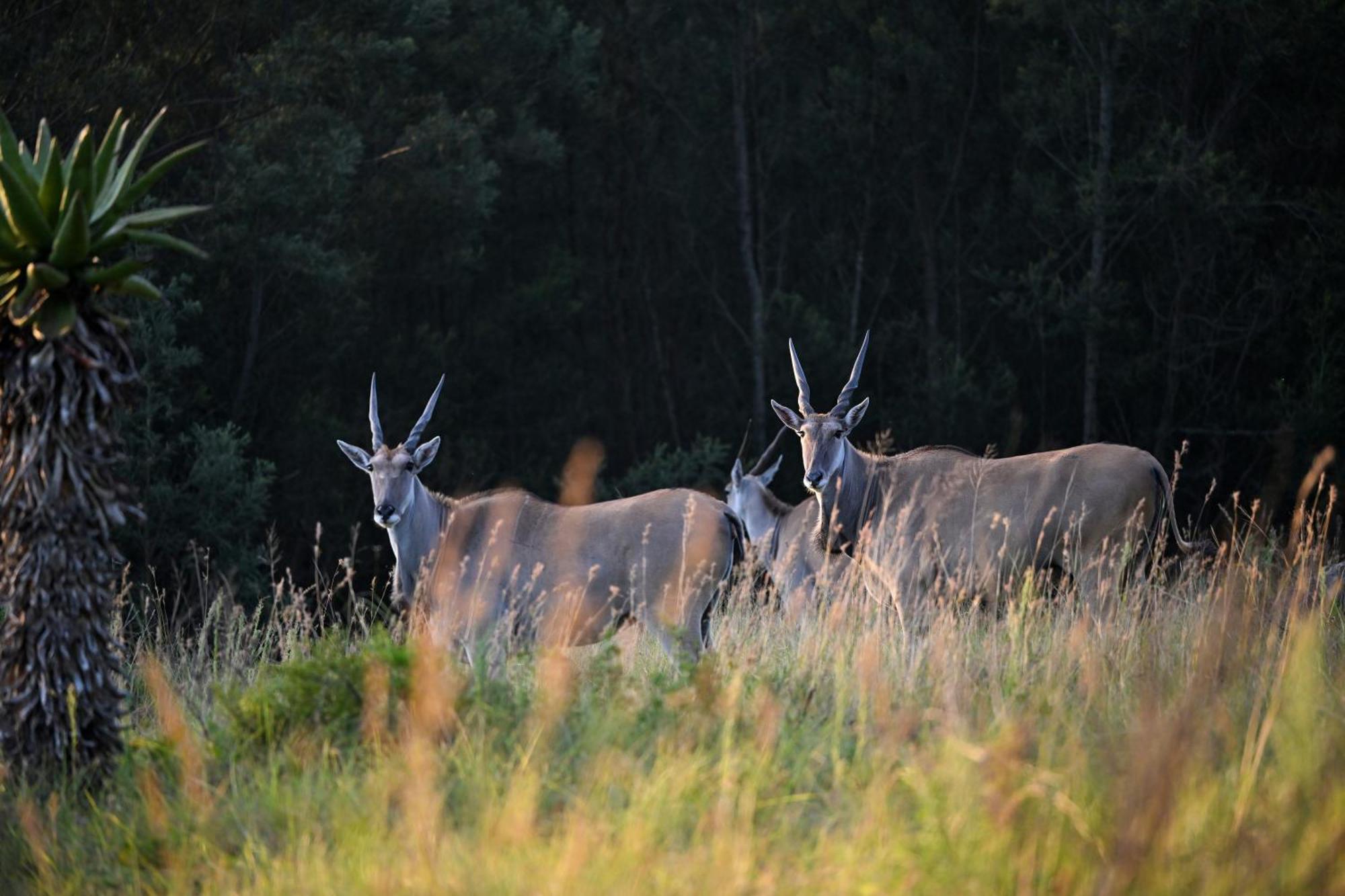 Zulu Rock Lodge - Babanango Game Reserve Ulundi Exterior foto